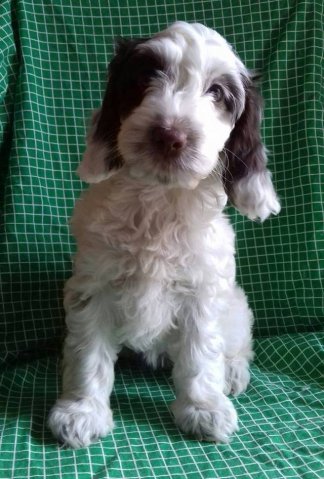 Picquot Puppies
